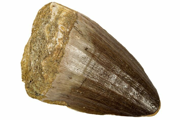 Fossil Mosasaur (Prognathodon) Tooth - Morocco #186500